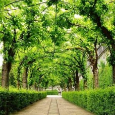 Nhận Thi Công Tranh Dán Tường Chất Lượng Long Thành