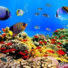 Nhận Thi Công Tranh Dán Tường Chất Lượng Nhơn Trạch